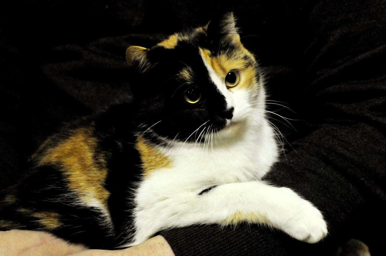 Кошеня Арлетт