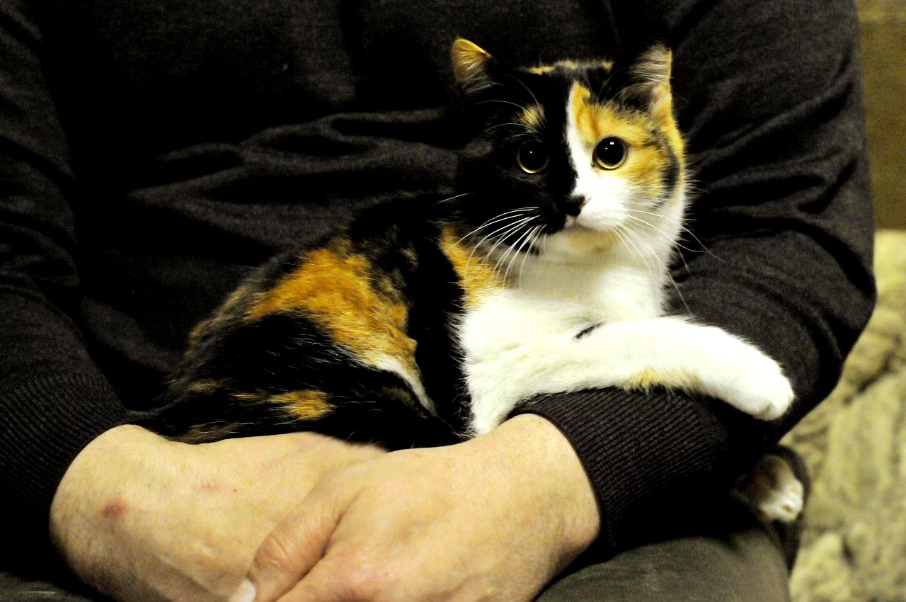 Кошеня Арлетт