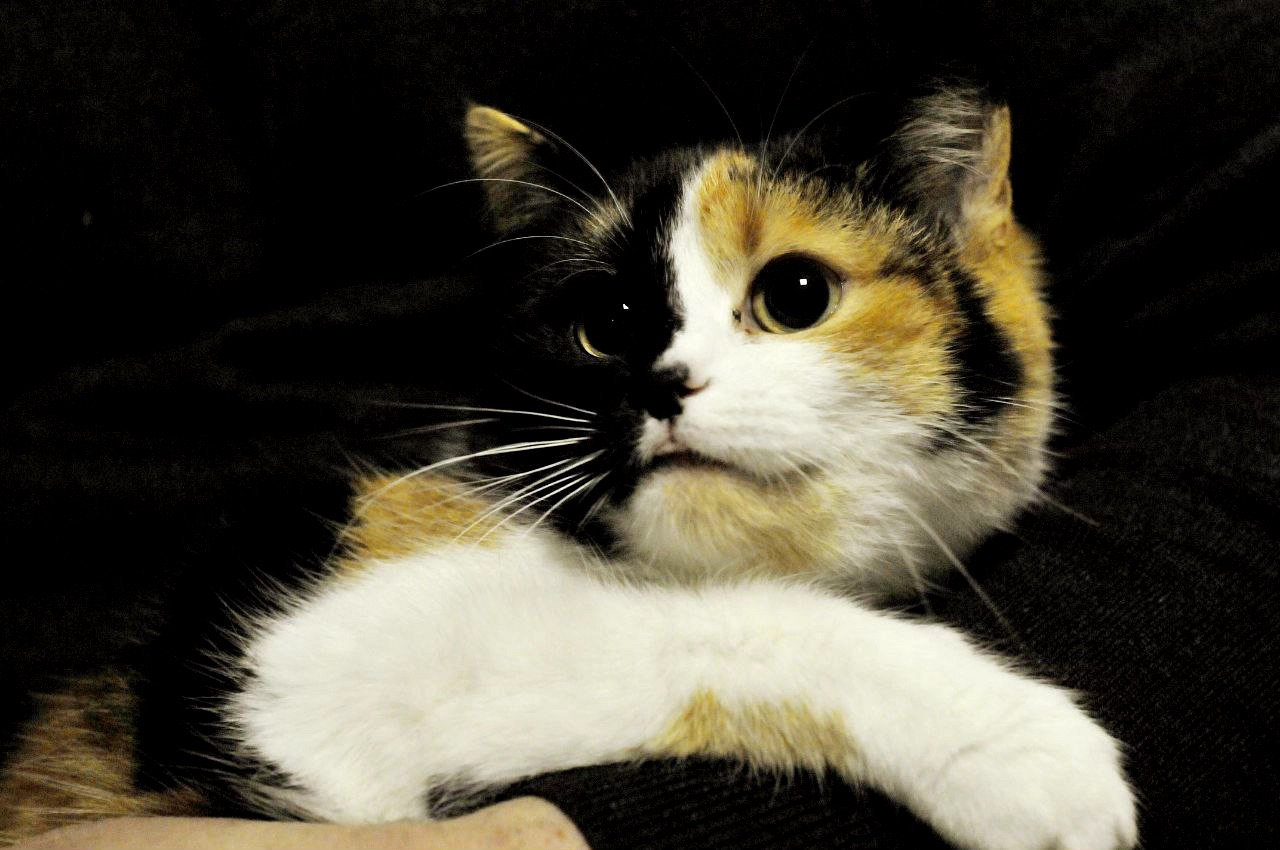 Кошеня Арлетт