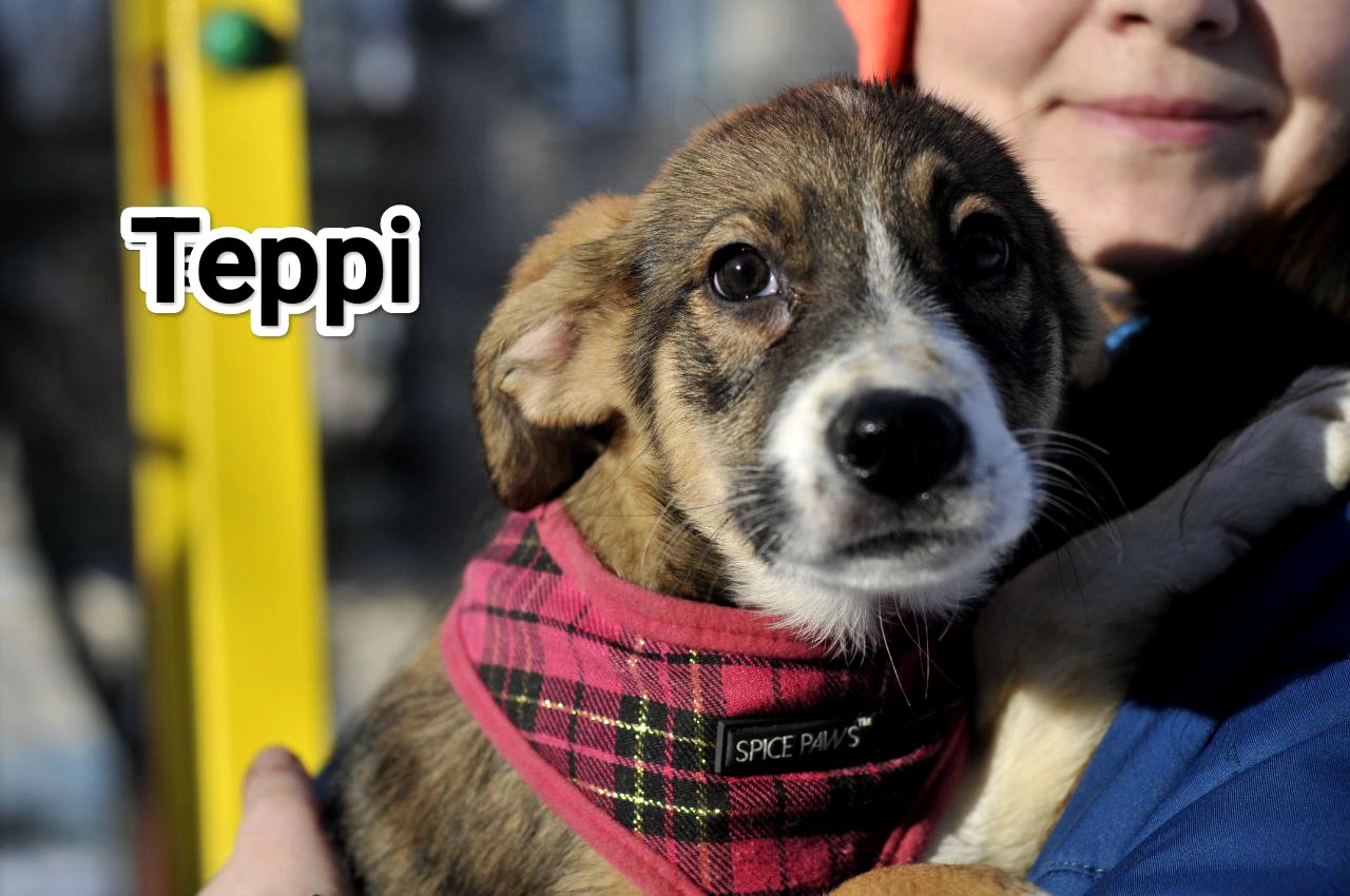 цуценя Террі