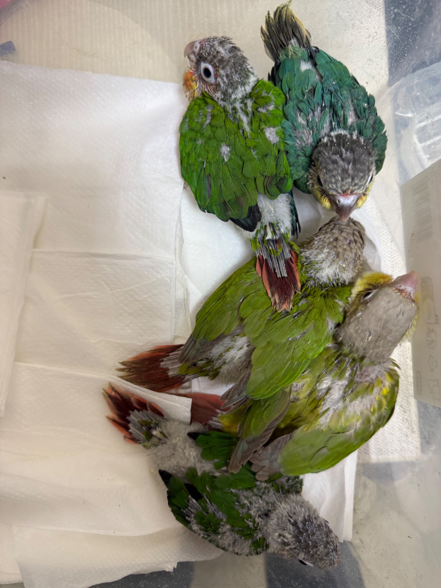 Піррур ручні