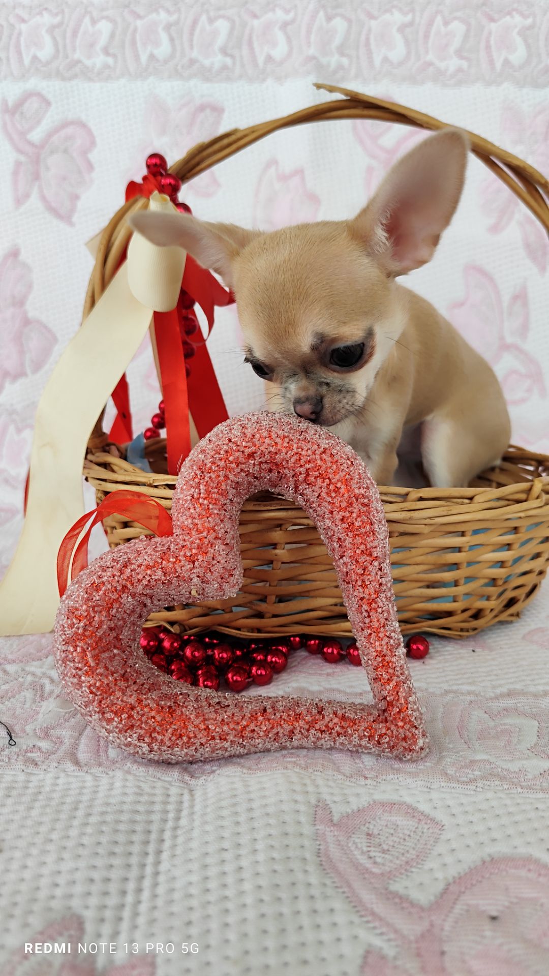 Міні дівчинка чихуахуа