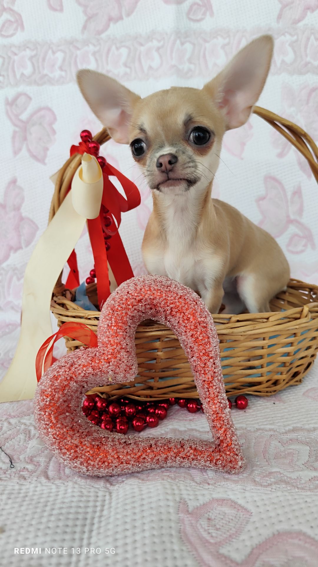 Міні дівчинка чихуахуа