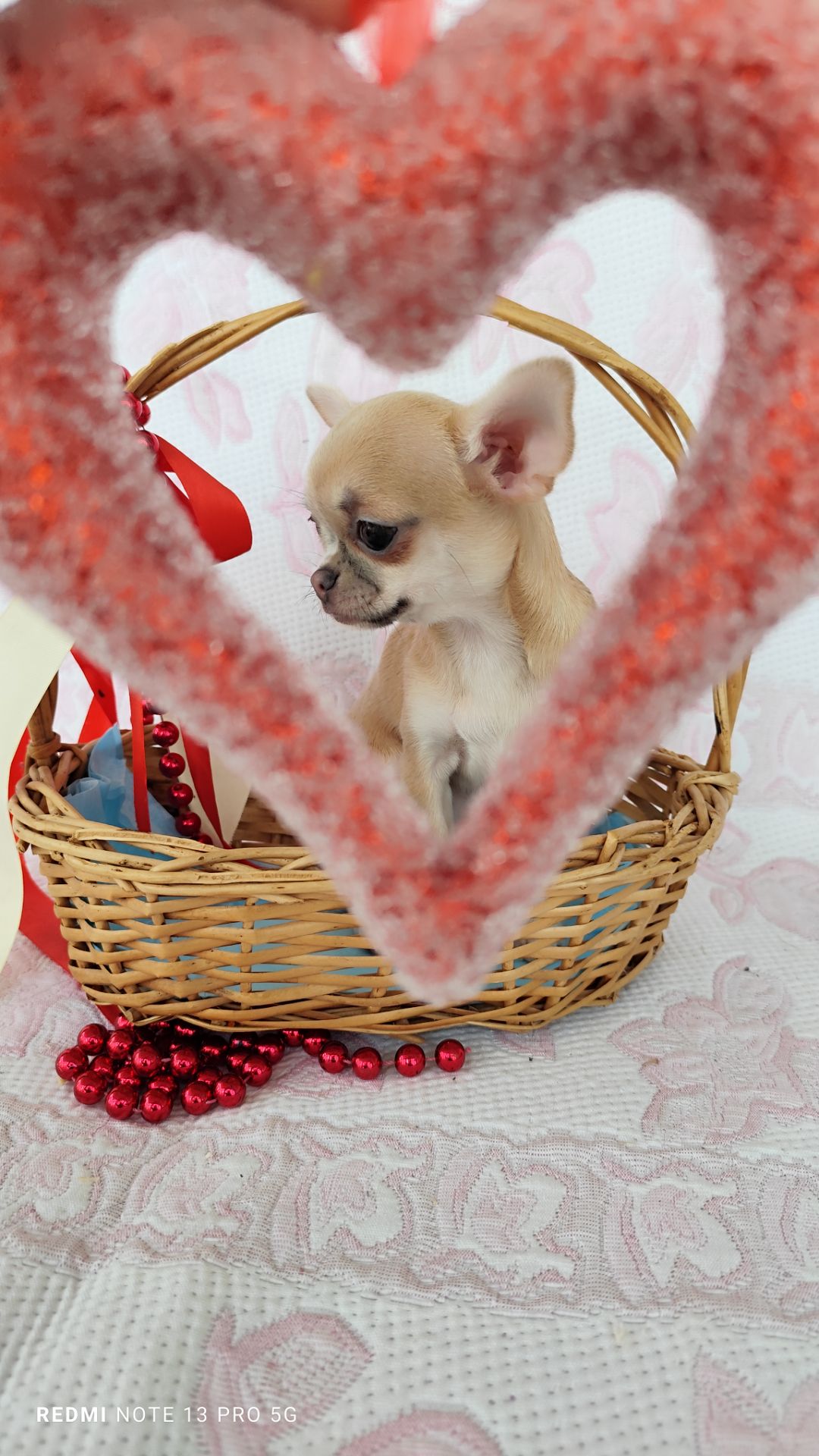 Міні дівчинка чихуахуа