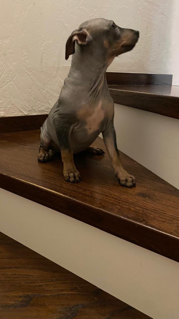 Цуценята АГТ в пошуках родинки