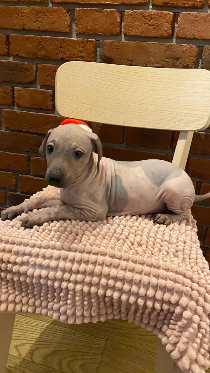 Цуценята АГТ в пошуках родинки