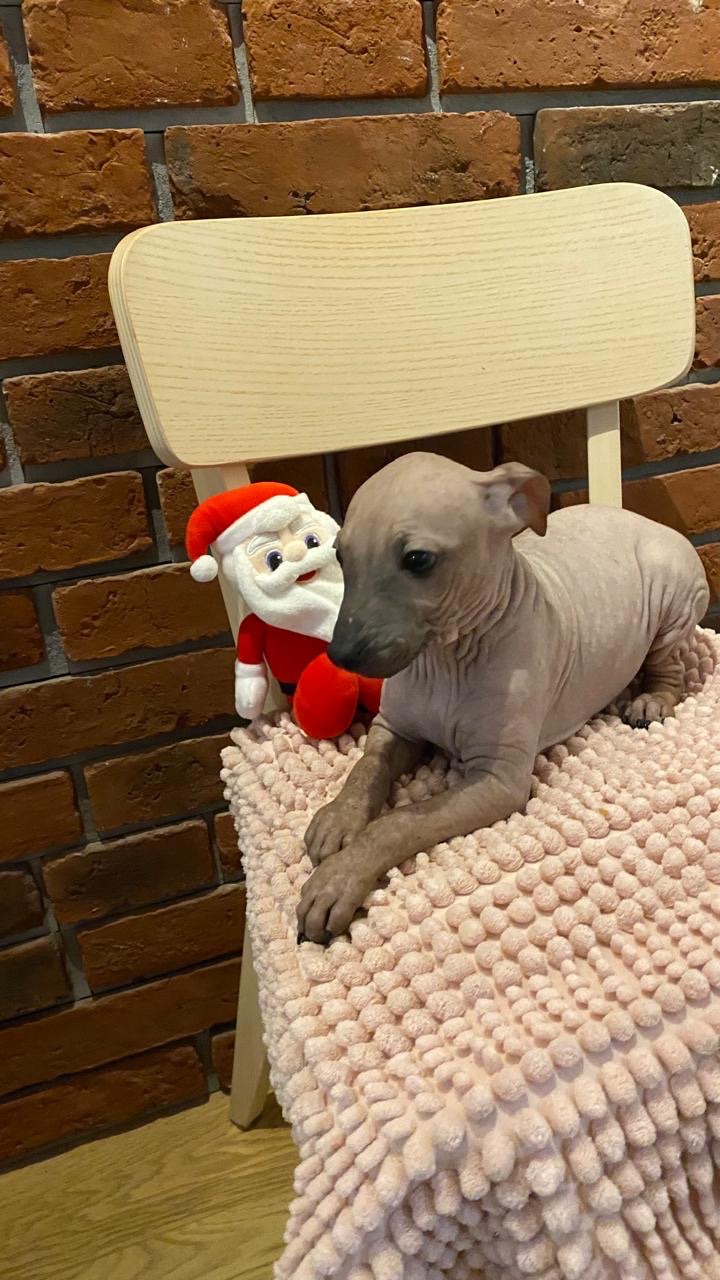 Цуценята АГТ в пошуках родинки