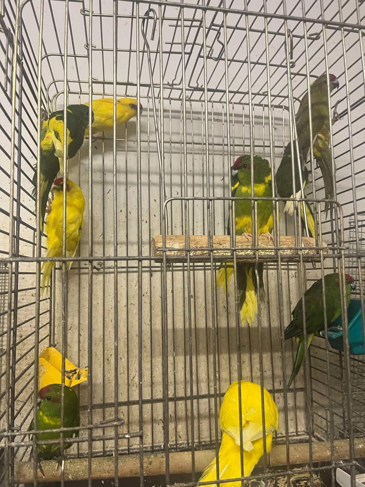 Продам молодих какариків!