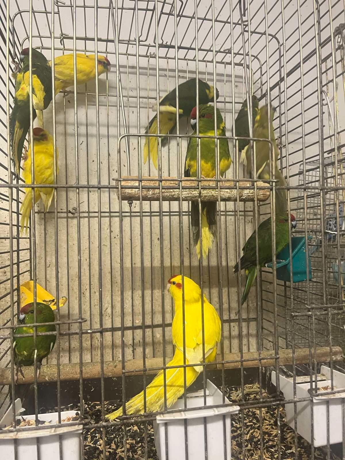 Продам молодих какариків!