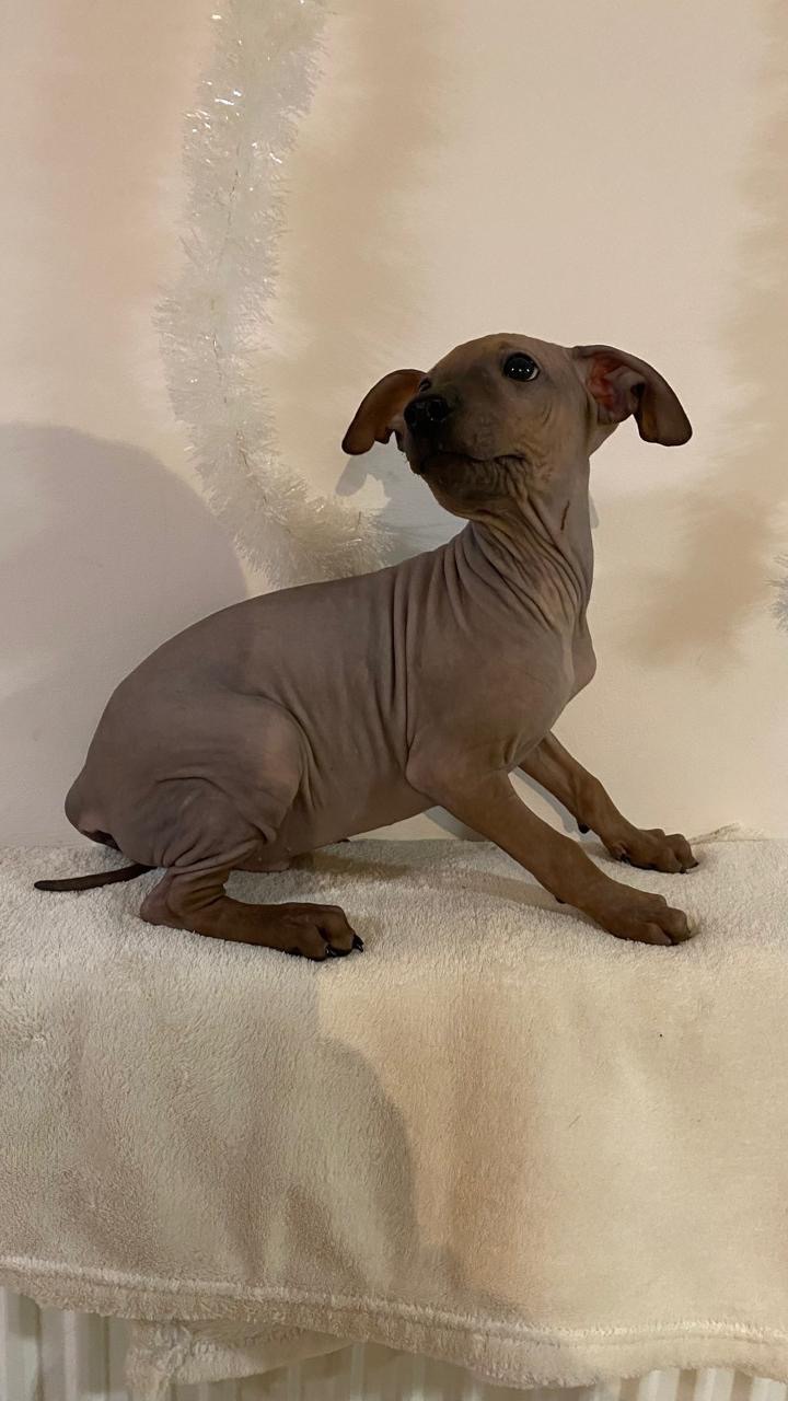 Цуценята АГТ в пошуках родинки