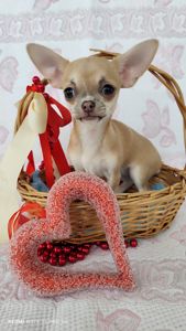 Міні дівчинка чихуахуа