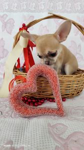 Міні дівчинка чихуахуа