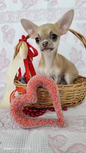 Міні дівчинка чихуахуа