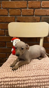 Цуценята АГТ в пошуках родинки