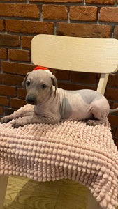 Цуценята АГТ в пошуках родинки