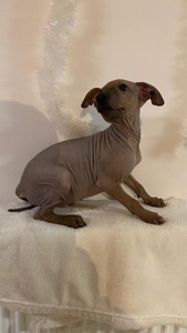 Цуценята АГТ в пошуках родинки