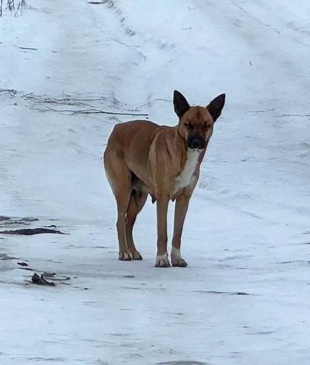 Цуценята метиси вівчарки