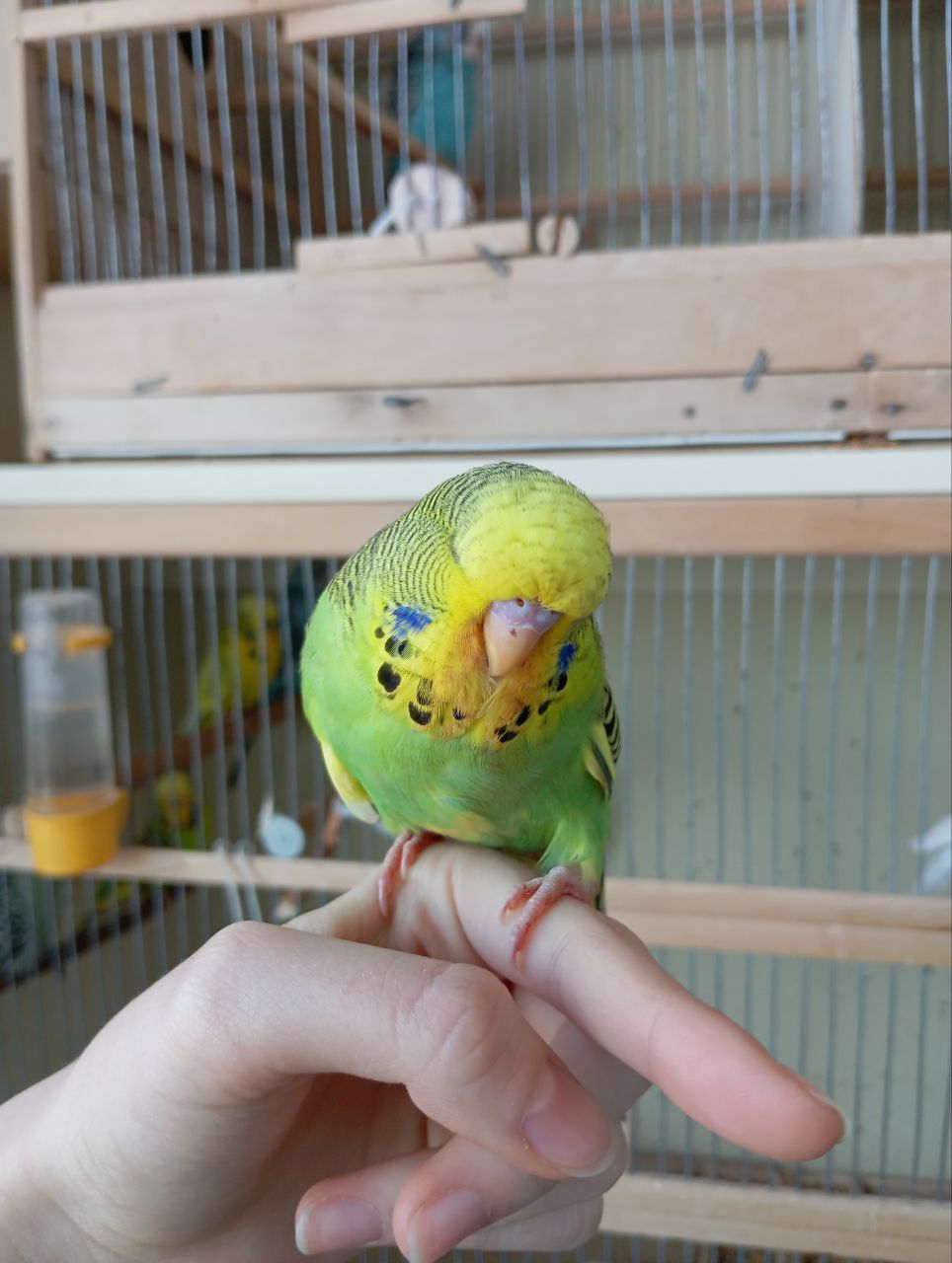 Виставковий хвилястий чех