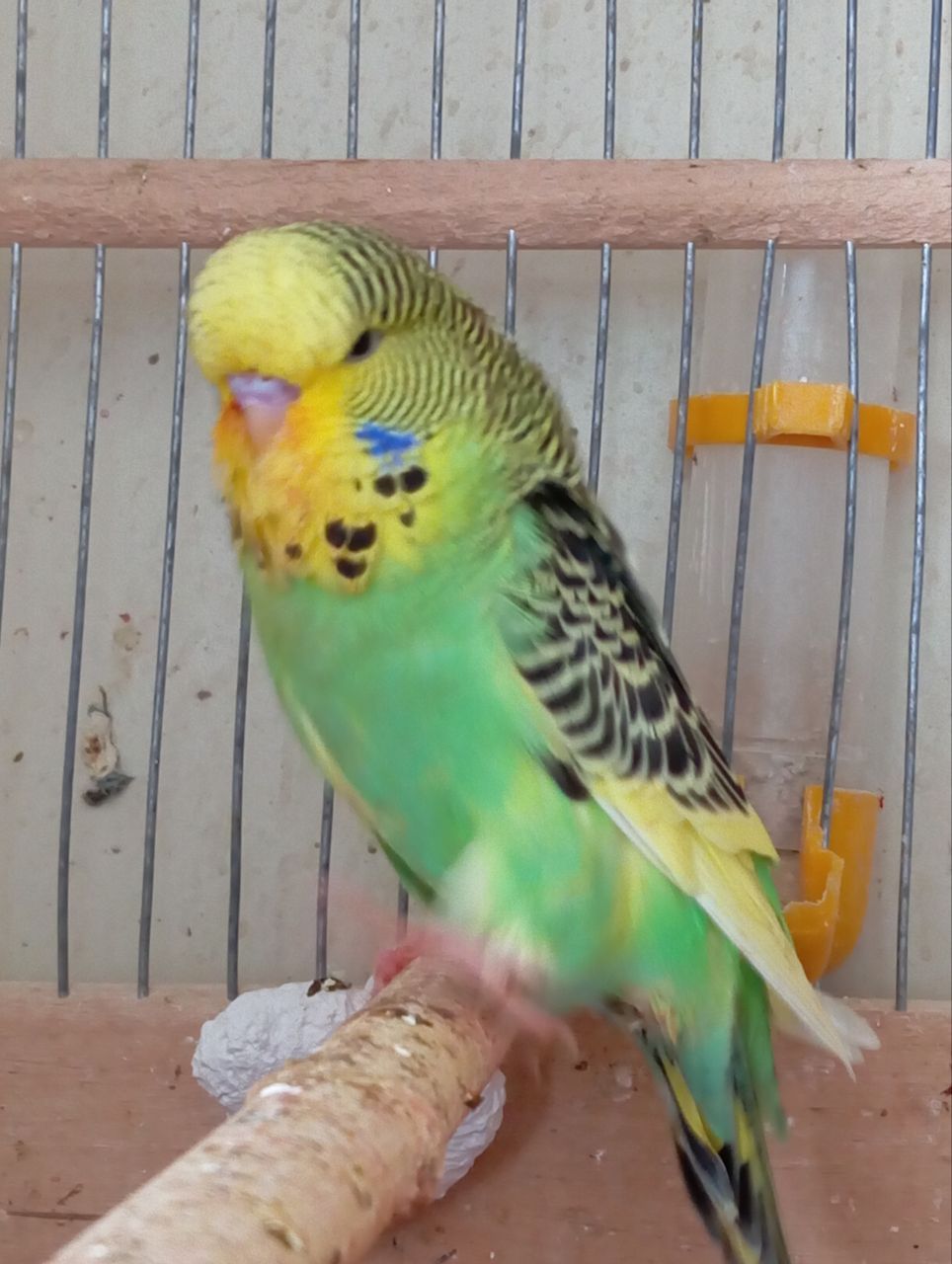 Виставковий хвилястий чех