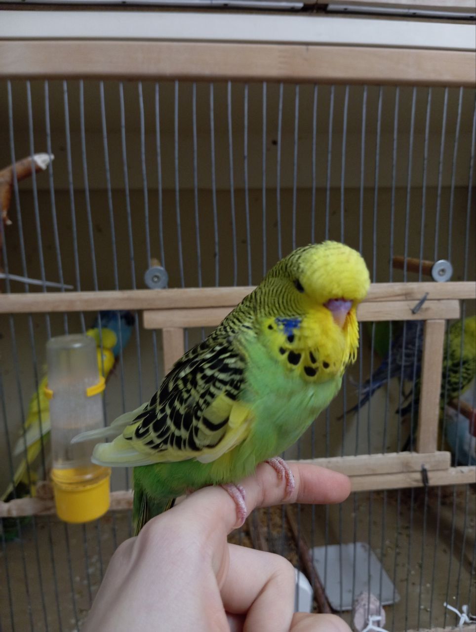 Виставковий хвилястий чех