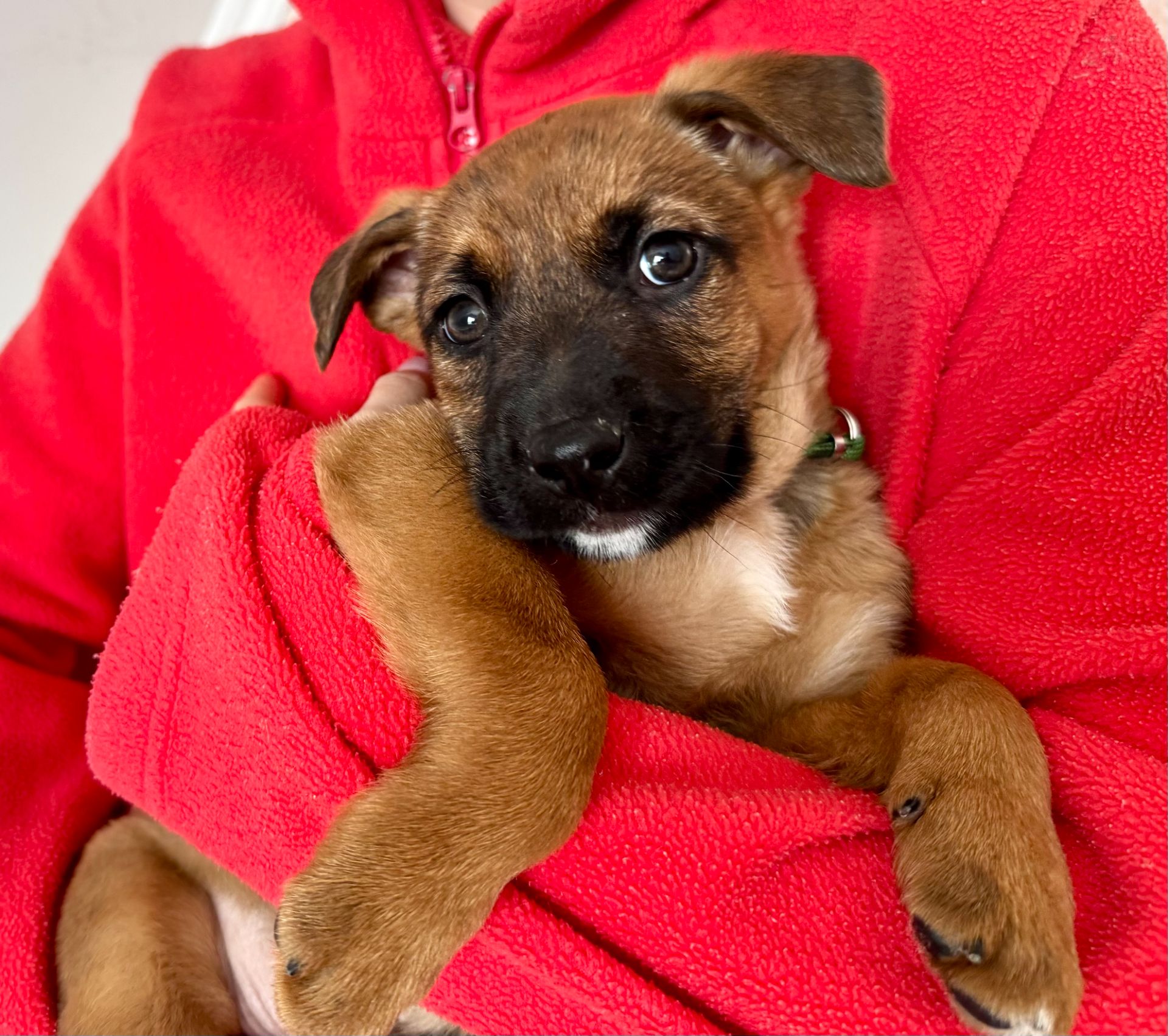 Цуценята метиси вівчарки