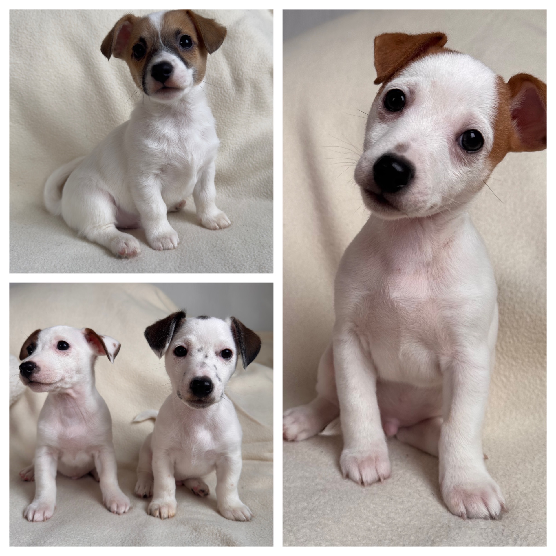 Цуценята Джек Рассел Терьер