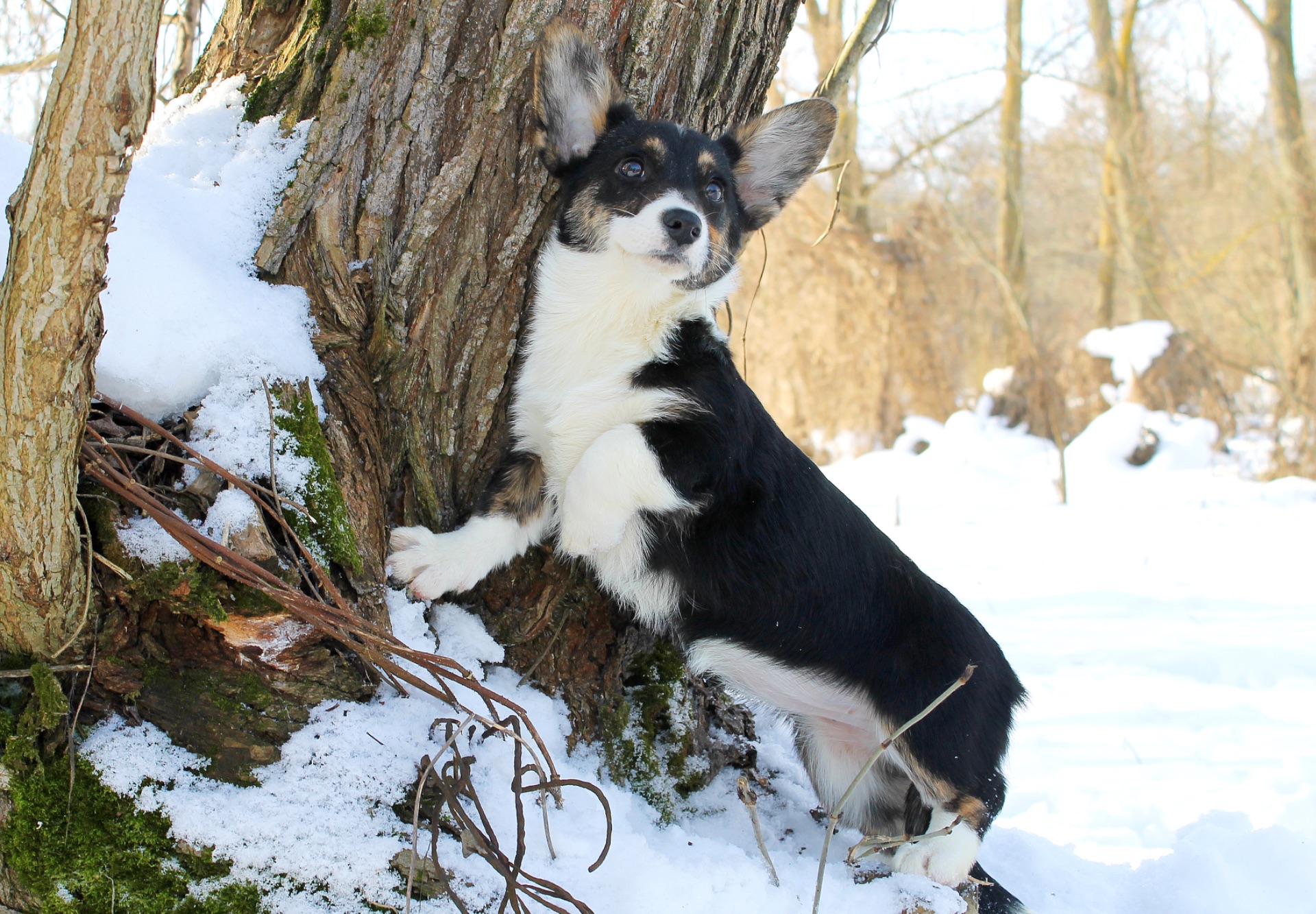 Чарівні дівчата вельш коргі кардіган