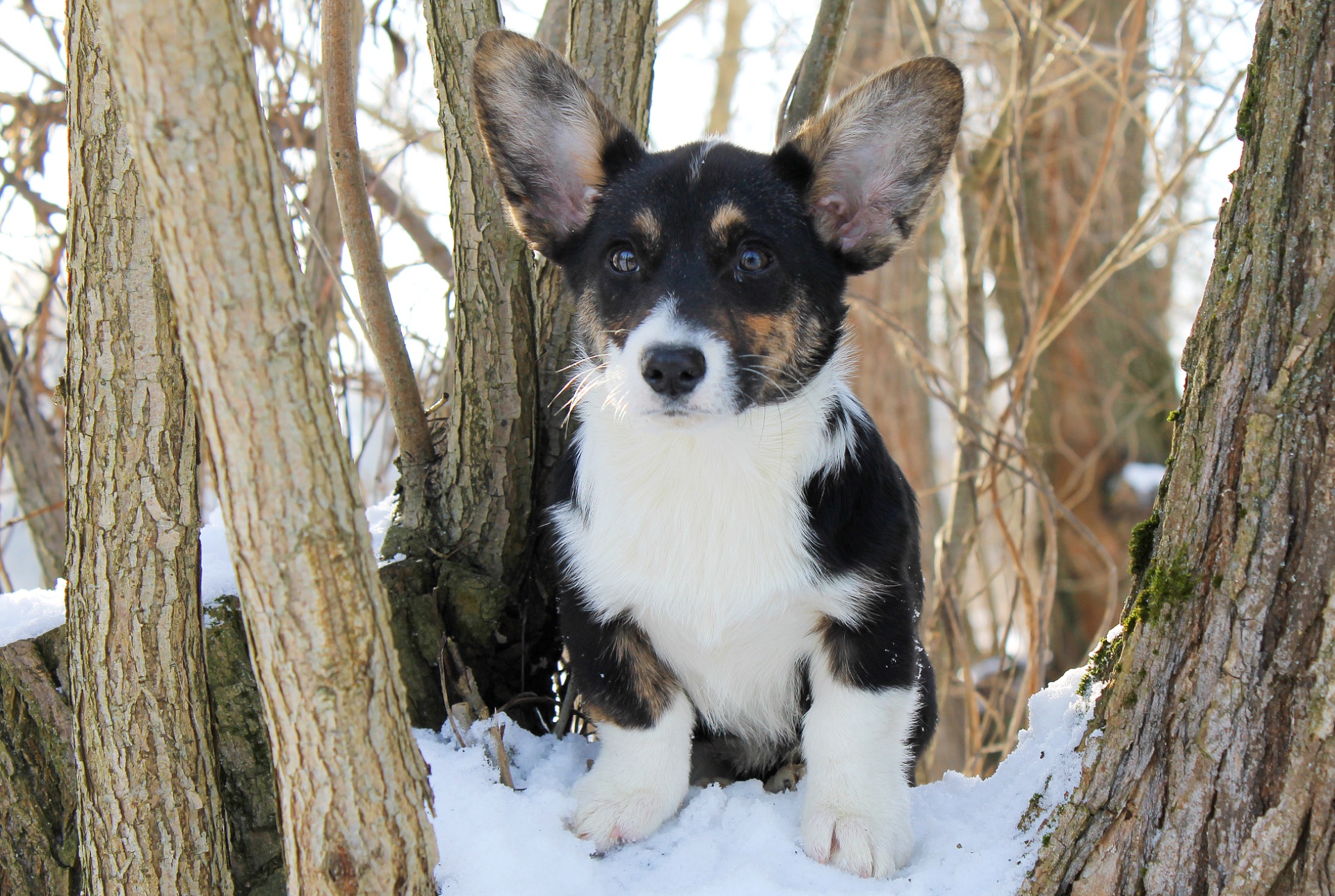 Чарівні дівчата вельш коргі кардіган