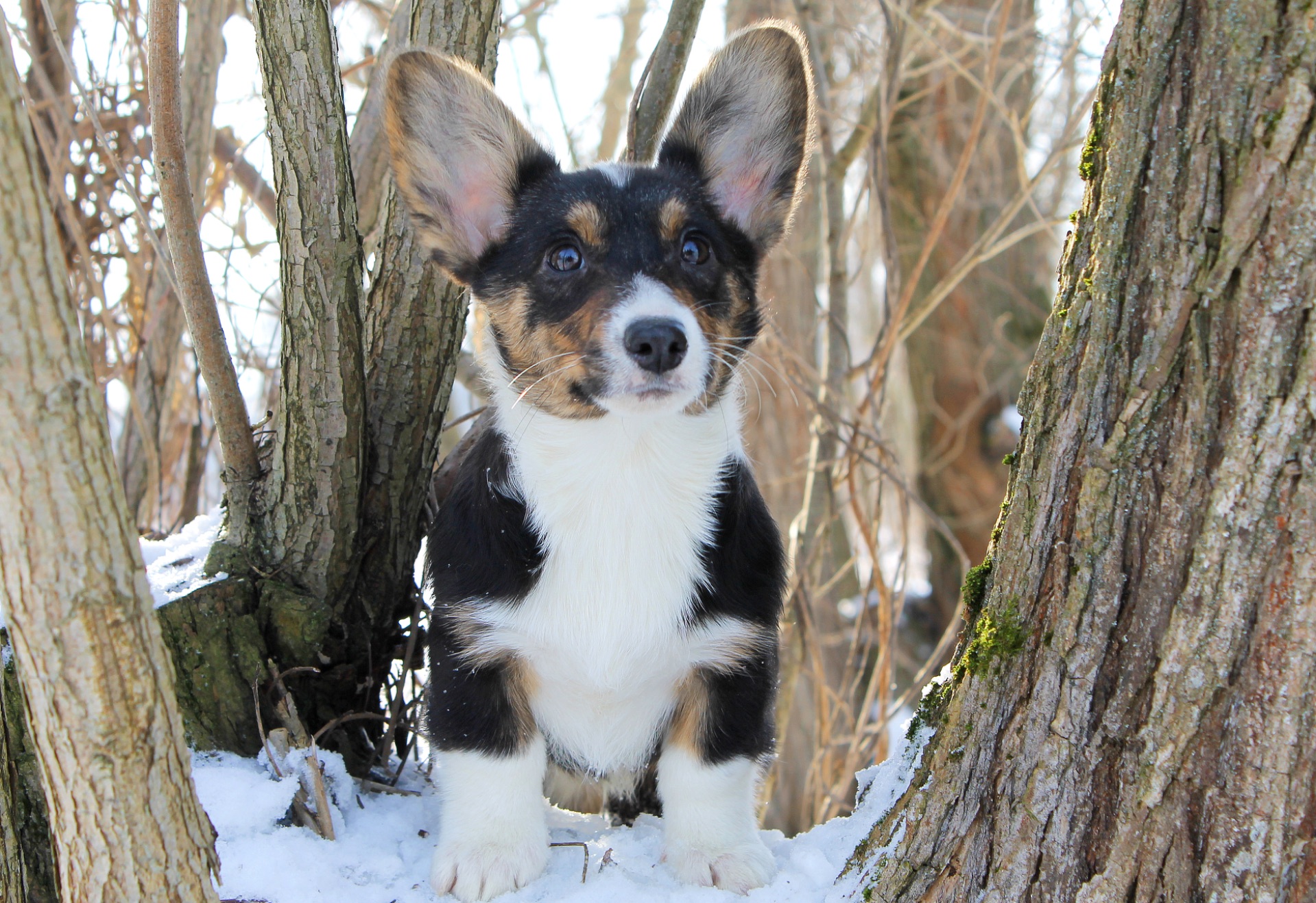 Чарівні дівчата вельш коргі кардіган