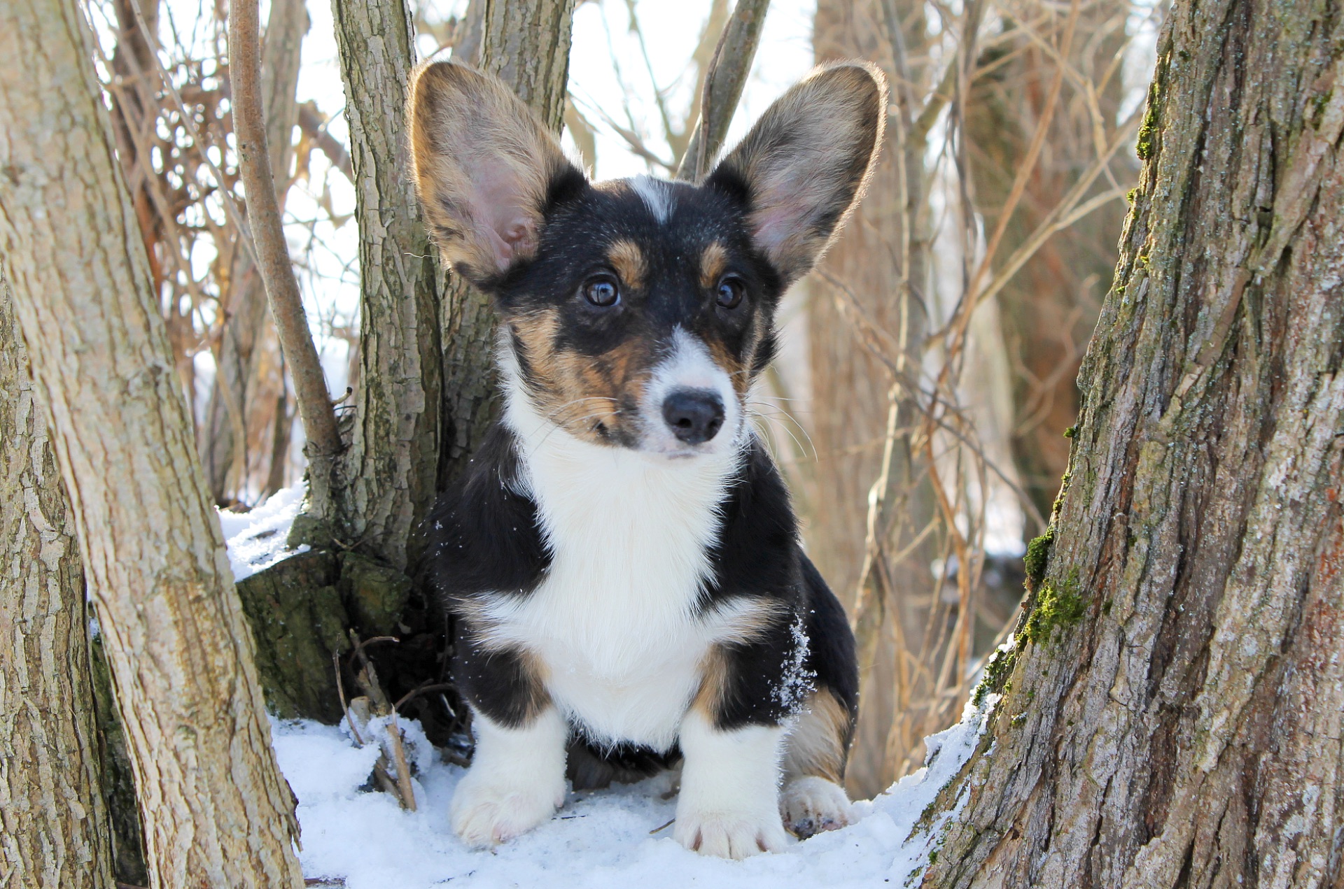 Чарівні дівчата вельш коргі кардіган