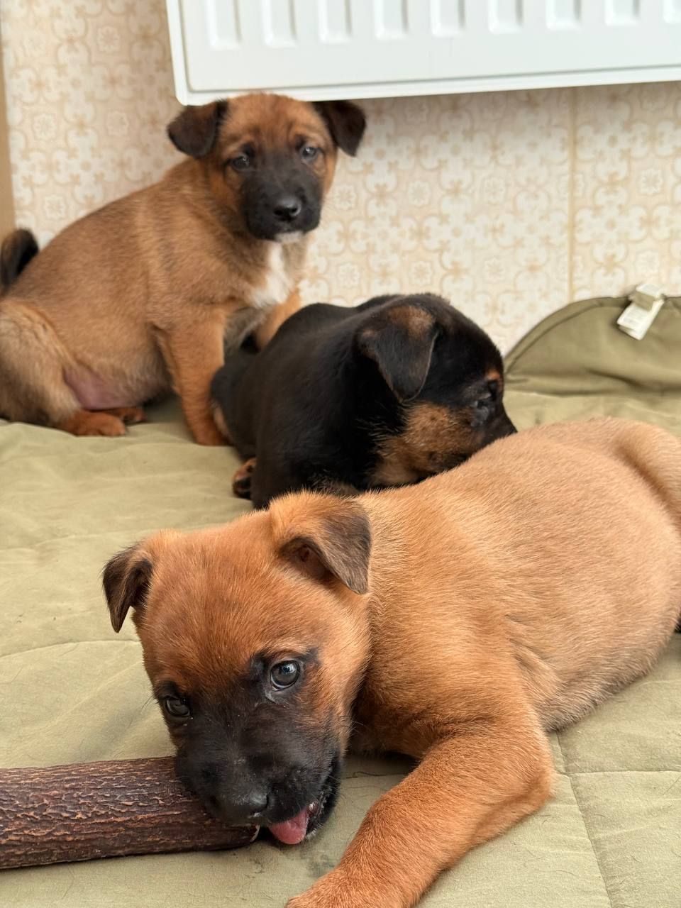 Цуценята метиси вівчарки