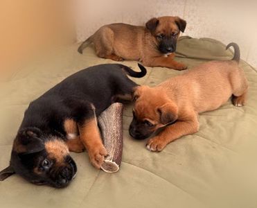 Цуценята метиси вівчарки