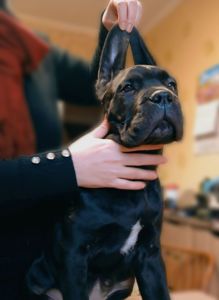 цуценята кане корсо