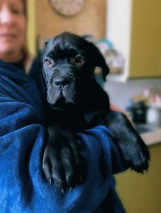 цуценята кане корсо