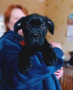 цуценята кане корсо