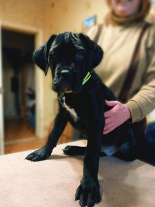 цуценята кане корсо