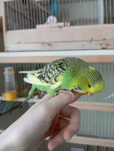 Виставковий хвилястий чех