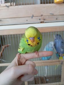 Виставковий хвилястий чех