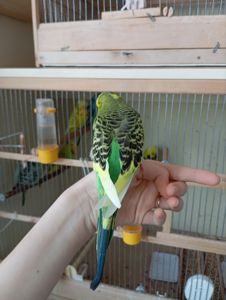 Виставковий хвилястий чех