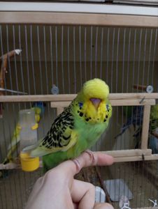 Виставковий хвилястий чех