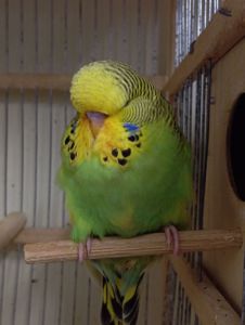 Виставковий хвилястий чех