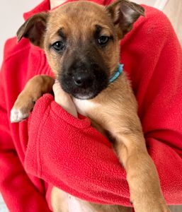 Цуценята метиси вівчарки