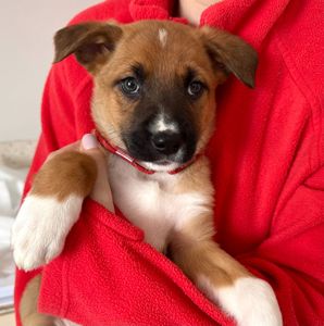 Цуценята метиси вівчарки