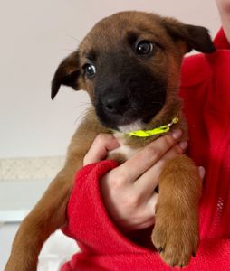 Цуценята метиси вівчарки