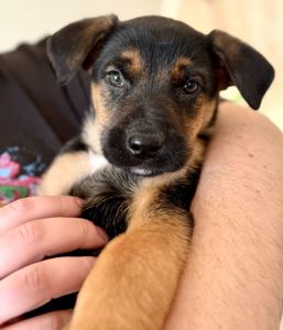 Цуценята метиси вівчарки