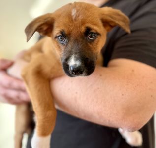 Цуценята метиси вівчарки