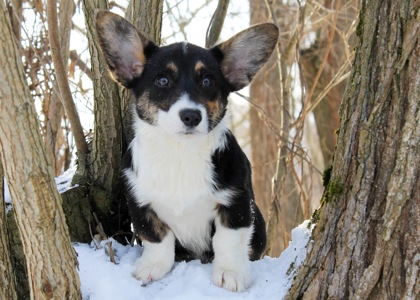Чарівні дівчата вельш коргі кардіган