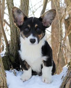 Чарівні дівчата вельш коргі кардіган