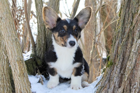 Чарівні дівчата вельш коргі кардіган