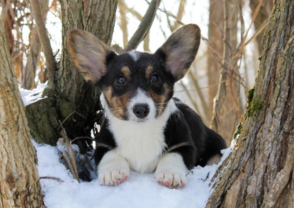 Чарівні дівчата вельш коргі кардіган